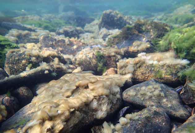 Dirty Waders Could Pose Threat