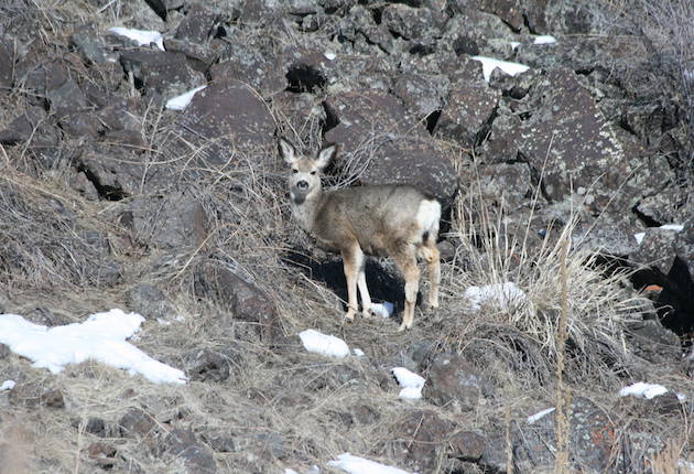 Winter in the Canyon