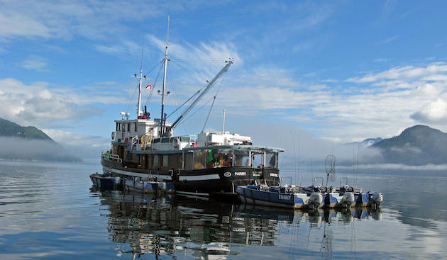 To Marco A great Tugboat Salmon Fisherman