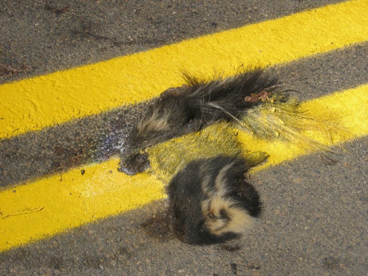 dead skunk in road