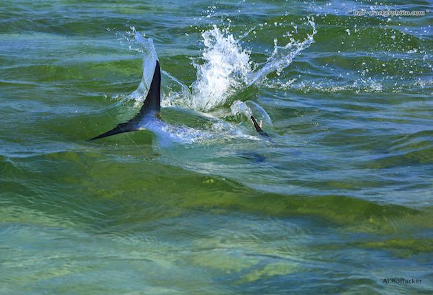 The relentless battle of a hooked permit.