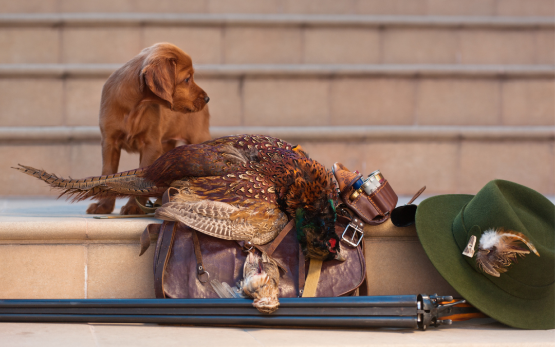 The Best Way to Introduce Your Dog to the Gun