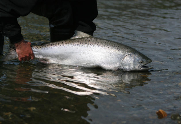 Wastewater Drugs Salmon in Puget Sound