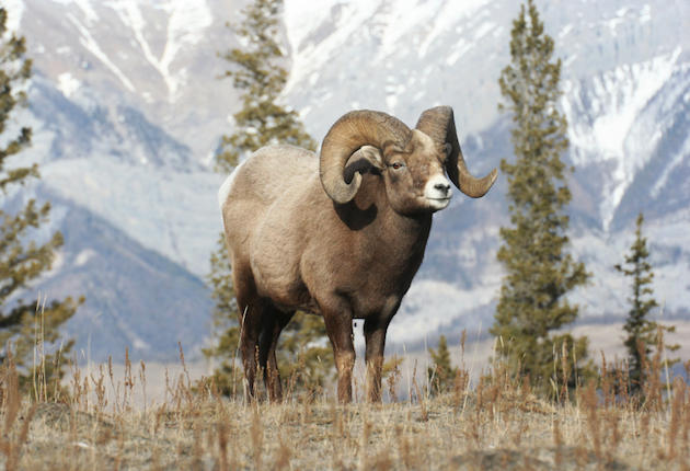 Bighorn License Goes for $305,000 at Auction