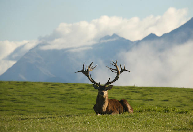 New Zealand Did Not Ban Hunting