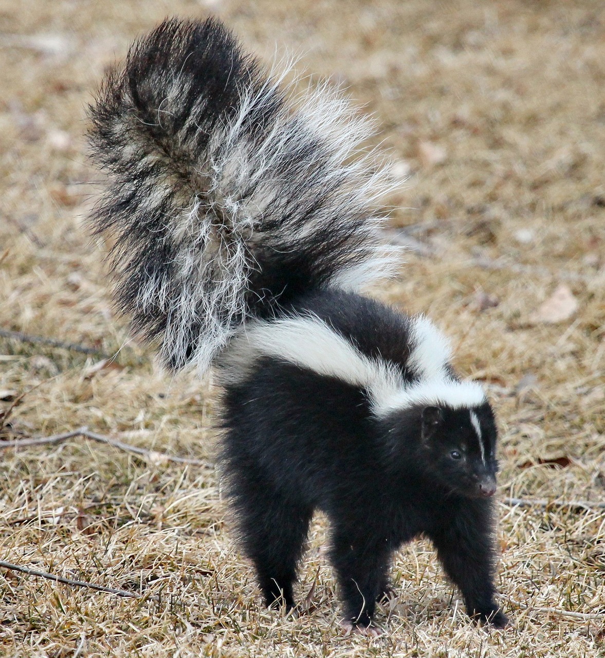 skunk