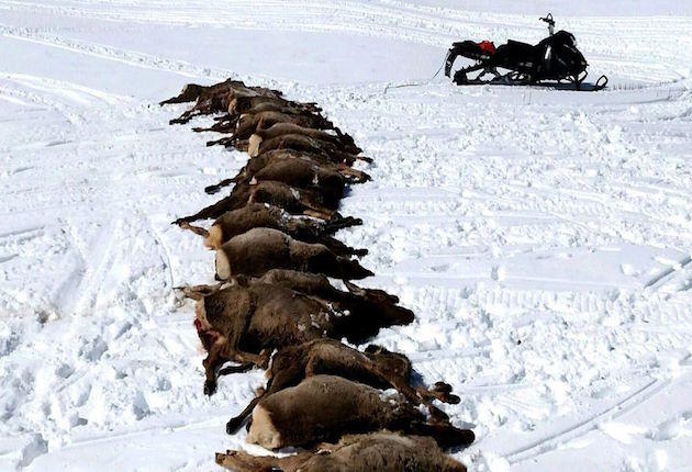 Wolves Slaughter 19 Elk in a Single Night