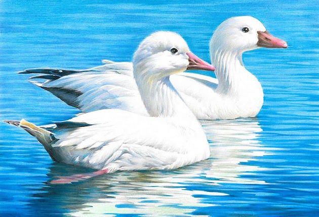 Sixteen-Year-Old Wins Junior Duck Stamp Contest