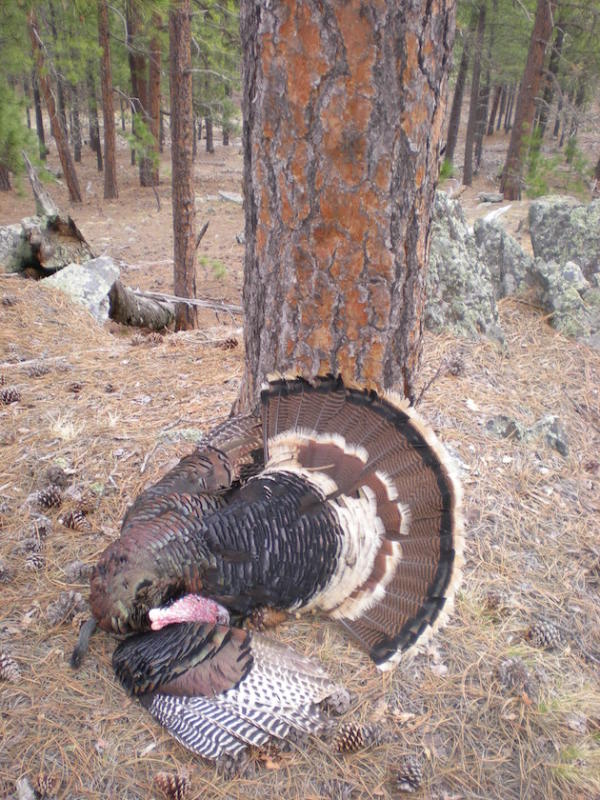 A big tom amid the pines.