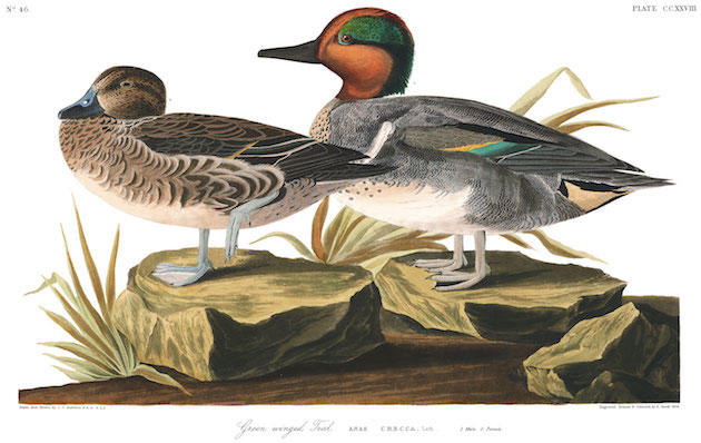 Plate-228-Green-winged-Teal-final