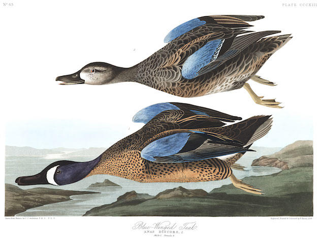 Plate-313-Blue-Winged-Teal-final