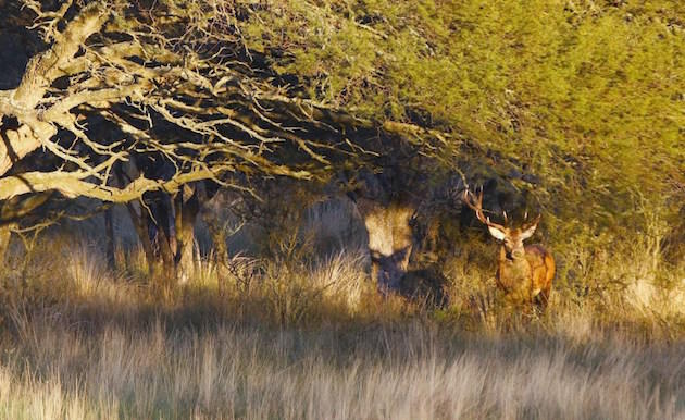 This magnificent red stag peeked from an Argentina forest before melting back into the shadows.