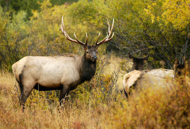 Colorado Changes Licensing Structure to Increase Hunting Participation