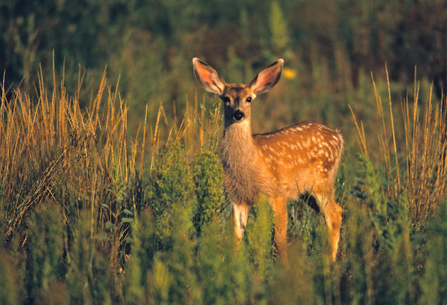 NASA Satellites to Aid in Mule Deer Research