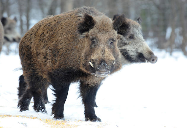 Wild Hogs Thriving in Fukushima No-Man’s Land