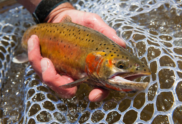 Completing the Cutthroat Slam Could Earn You a Medal