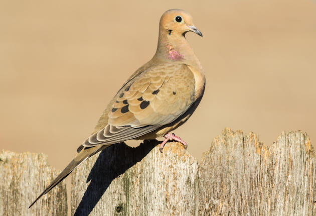 Texas Get Longest Dove Season in 80 Years