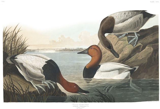 20 Gamebird Illustrations by John J. Audubon