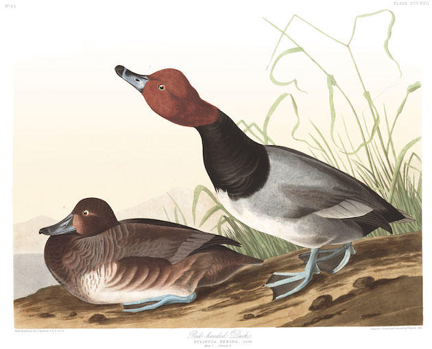 plate-322-red-headed-duck-final