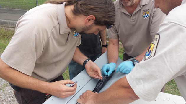 Biologist Brian Fillmore at Tishomingo National Fish Hatchery carefully inserts a radio transmitter into an anesthetized paddlefish with assistant from two colleagues. It was stocked in Caddo Lake. (credit Mike Montagne)