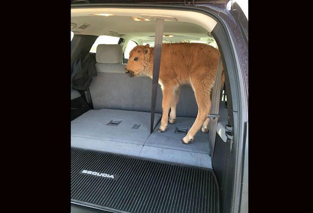 Bison Calf Dead After Tourists “Rescue” It