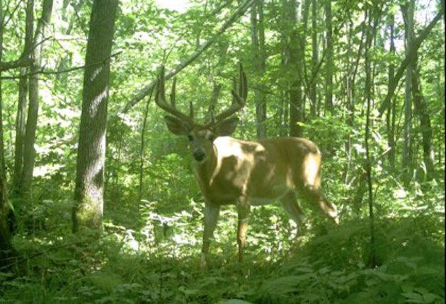 One of the many photographs already resulting from Wisconsin's extensive use of trail cameras. (Photo via Zooniverse)
