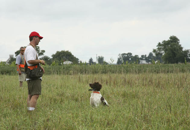 Training requires commitment, both on the trainer and the owner's part. (Photo by Christina Power Photography)