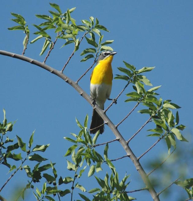 Yellow-breasted chat. (Credit: Dave Krueper, USFWS)