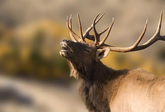 Utah is Offering New Elk, Mulie Opportunities