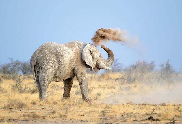 Elephants Hate Drones, Too | Sporting Classics Daily