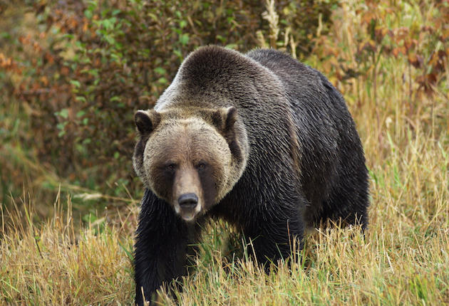 Montana Releases Plans for Grizzly Hunting