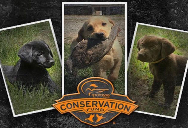 Companions for Conservation