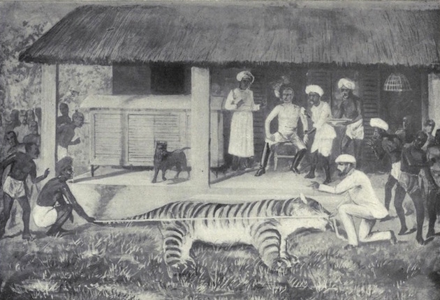 Measuring the tiger Plate XVII