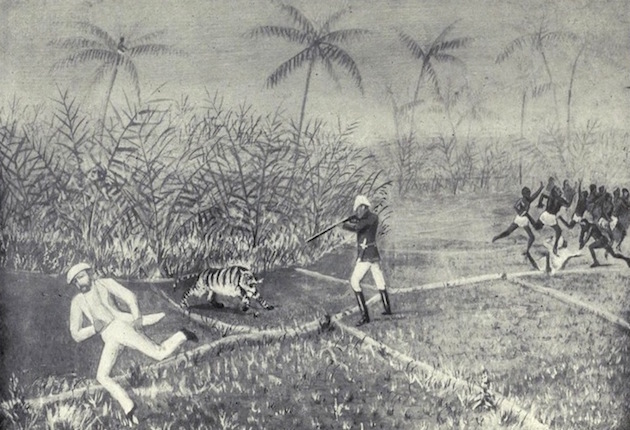 Tiger charging Plate VIII