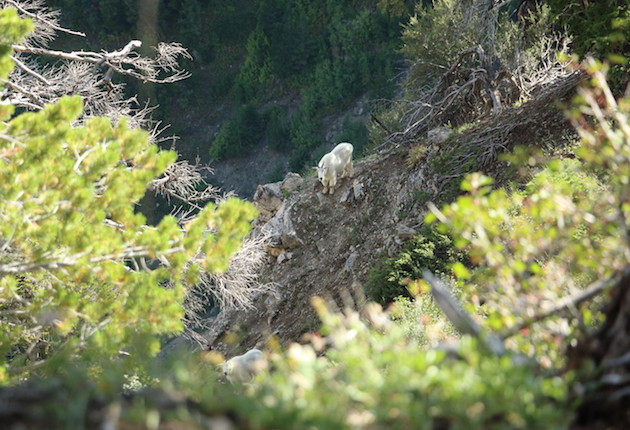 Trail Goats