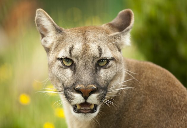 Mother Saves Child from Mountain Lion | Sporting Classics Daily