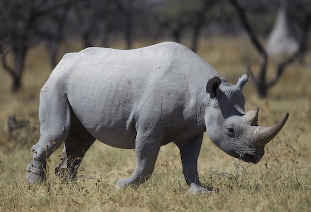 Namibia to Auction Three Black Rhino Hunts