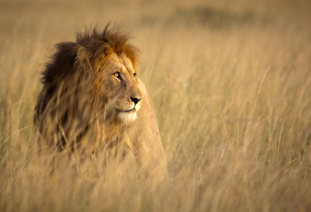 SCI: Science Makes a Breakthrough in Aging African Lions