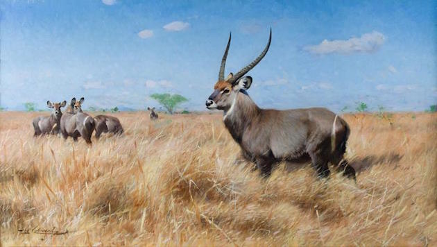 "Waterbuck," oil on board, 16¾ x 29¼ inches. Estimate: $30,000-$50,000.