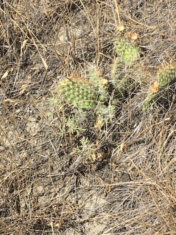 Cacti are a problem for both the hunter's and dog's feet.