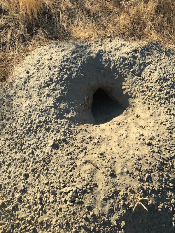 Prairie dog holes replaced the groundhog holes the author was used to when rabbit hunting.