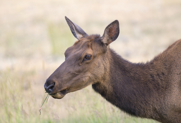 New Mexico’s Novel Way to Engage Youth Hunters