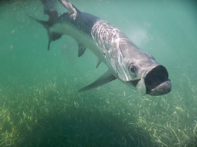 Younger tarpon inhabit the shallower mangrove forests, while larger, more mature fish make their way into deeper water.