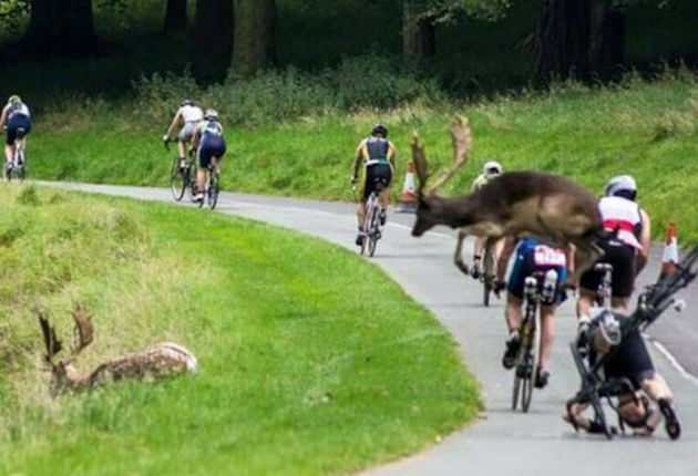 Fallow Deer Collides with Triathlon Competitor