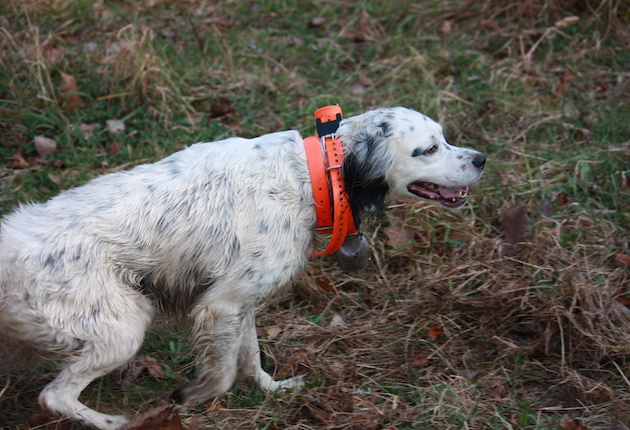 Ocracoke, a tri-color English setter of cover dog stock, is worn out in the heat of the early season grouse woods. Time to put her up.