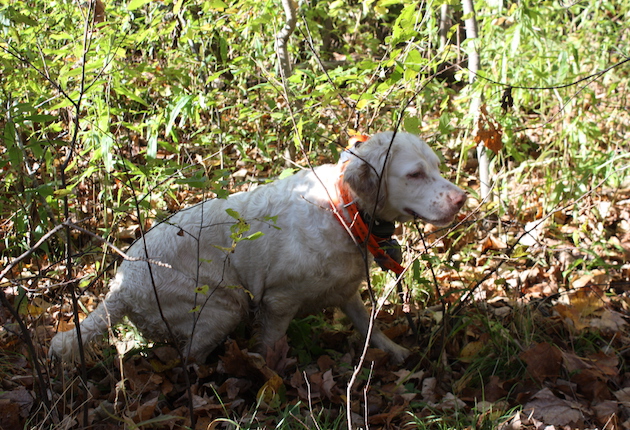 Rowdy, an orange belton cover dog setter, slams on a grouse point in a hot, dry, windless cover.