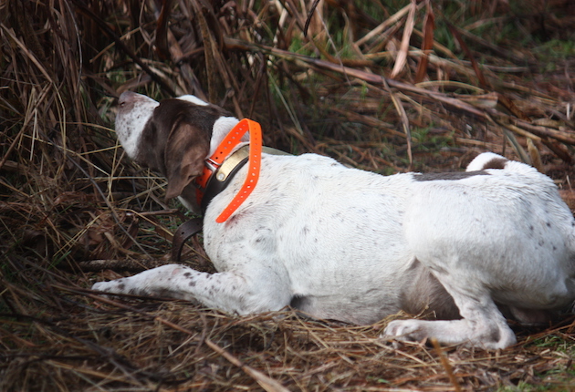 Ben, an Elhew pointer, doesn't know when to quit. Sometimes we need to pull him off birds.