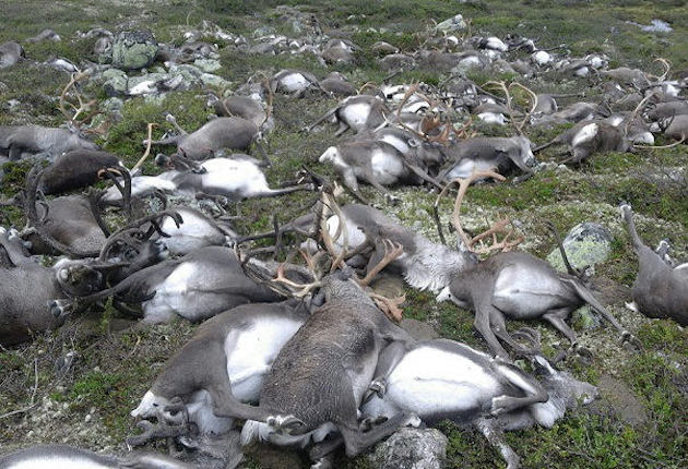 Lightning Kills 323 Norwegian Reindeer