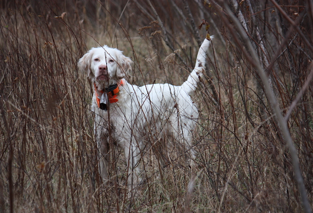 Cool temperatures and a good night's rest rejuvenates all dogs like Rowdy, an English setter.