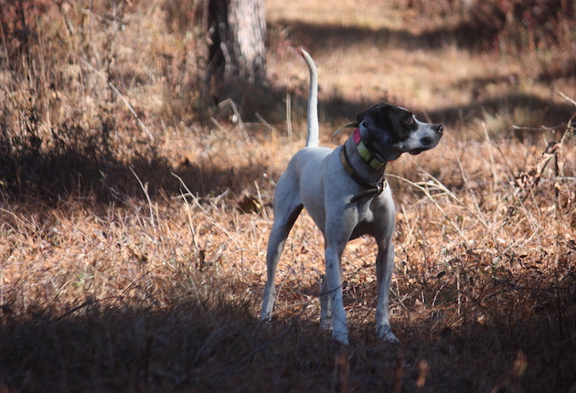 English pointers like Ben cut a fine figure when on point.